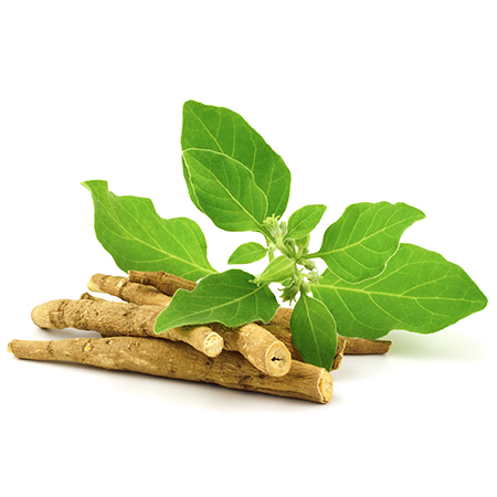 Ashwagandha root and powder—the king of adaptogenic herbs for stress relief - myhealthlogy.com